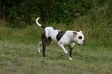 BOULEDOGUE AMERICAIN 370